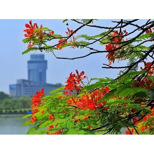 Kuidas loob Royal Poinciana vapustavaid troopilisi maastikke? Kuidas loob Royal Poinciana vapustavaid troopilisi maastikke?