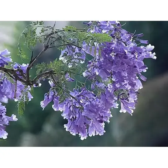 Kuidas Jacaranda puu loob vapustavaid maastikke ja kauakestvat ilu?