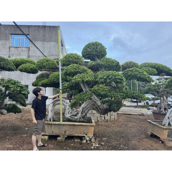 Ficus Microcarpa bonsai puu
