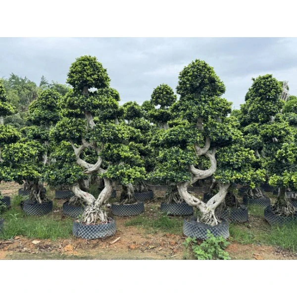 Ficus microcarpa vooderdised