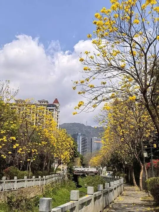 Golden Trumpet Tree Liners
