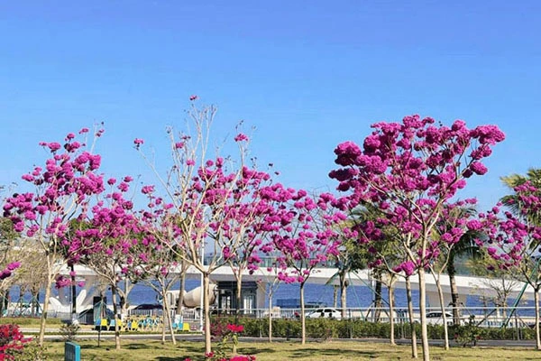 Purple Trumpet Tree Bonsai