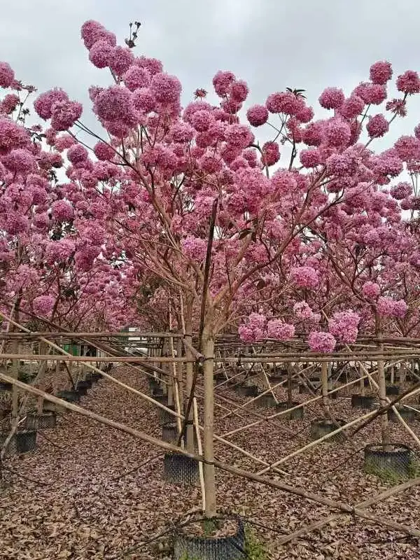 Purple Trumpet Tree Bonsai
