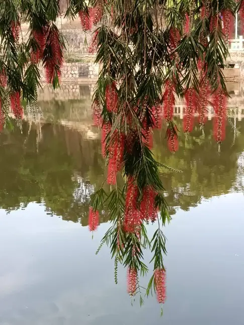 Specimen Weeping Bottlebrush Tree