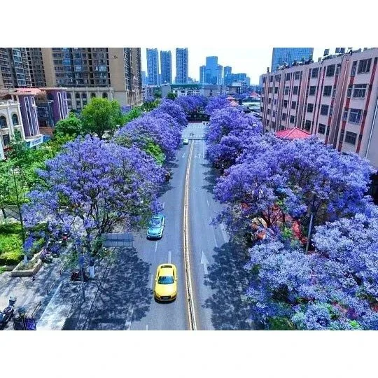 Jacaranda tänava puud