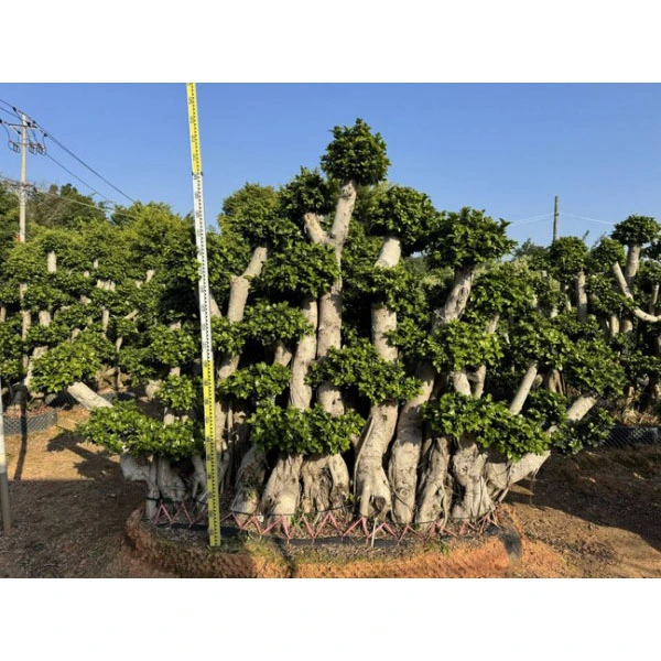 Näidis Ficus microcarpa Tree