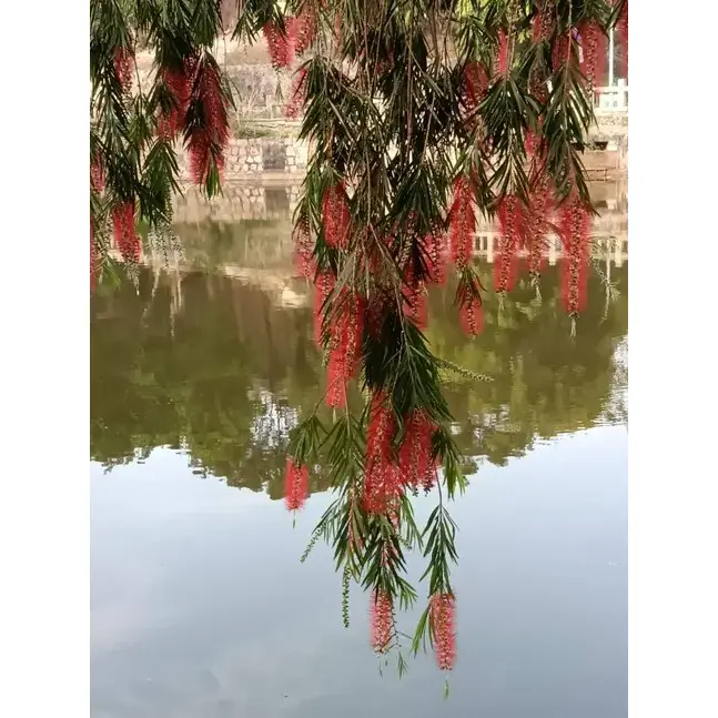 Weeping Bottlebrush Bonsai